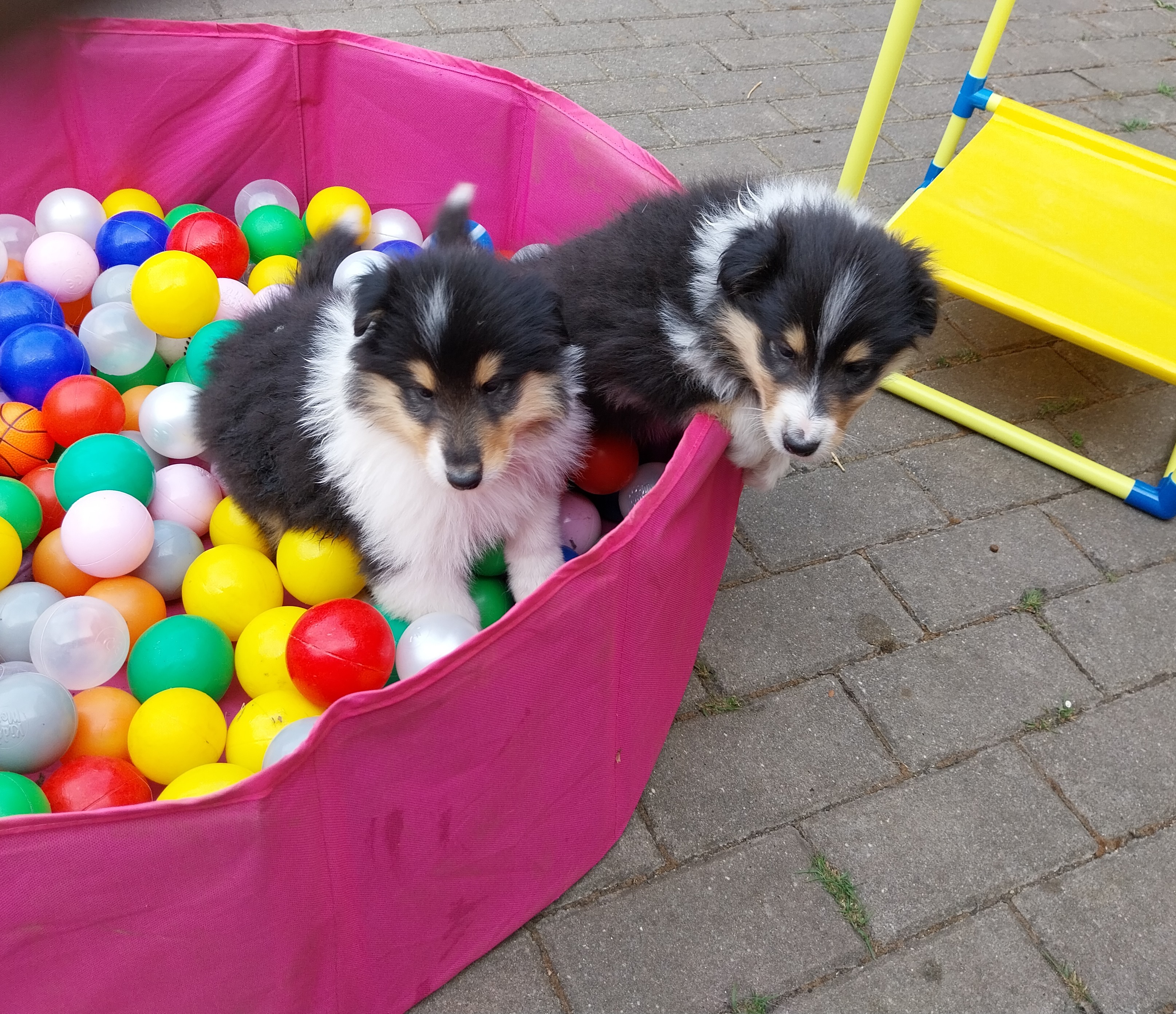 Paco und Pati 6 Wochen